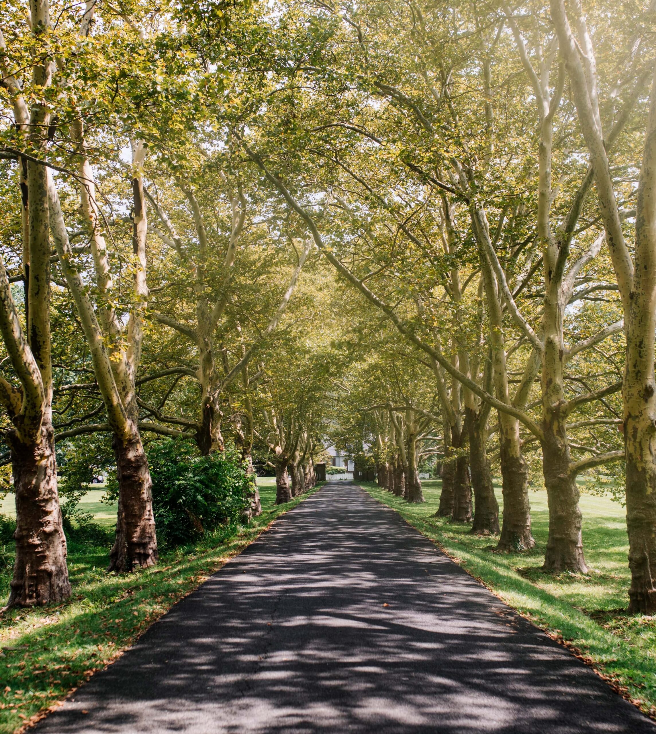 A straight path lined with tall trees leads to a distant building. The scene is bright with sunlight filtering through the leaves, casting dappled shadows on the path.