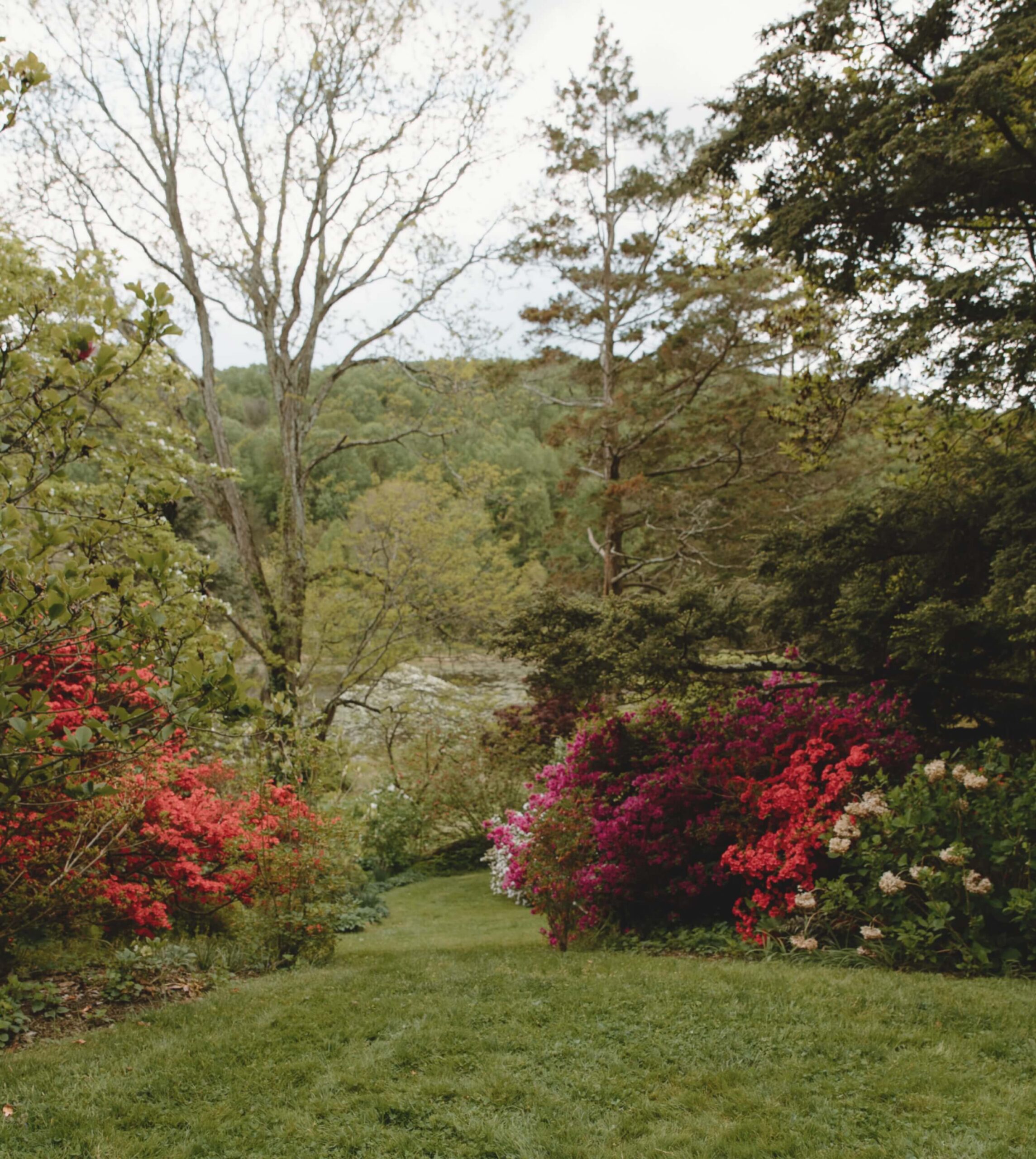 A lush garden path is surrounded by vibrant red and pink flowering shrubs, leading to tall trees with a backdrop of green forested hills.